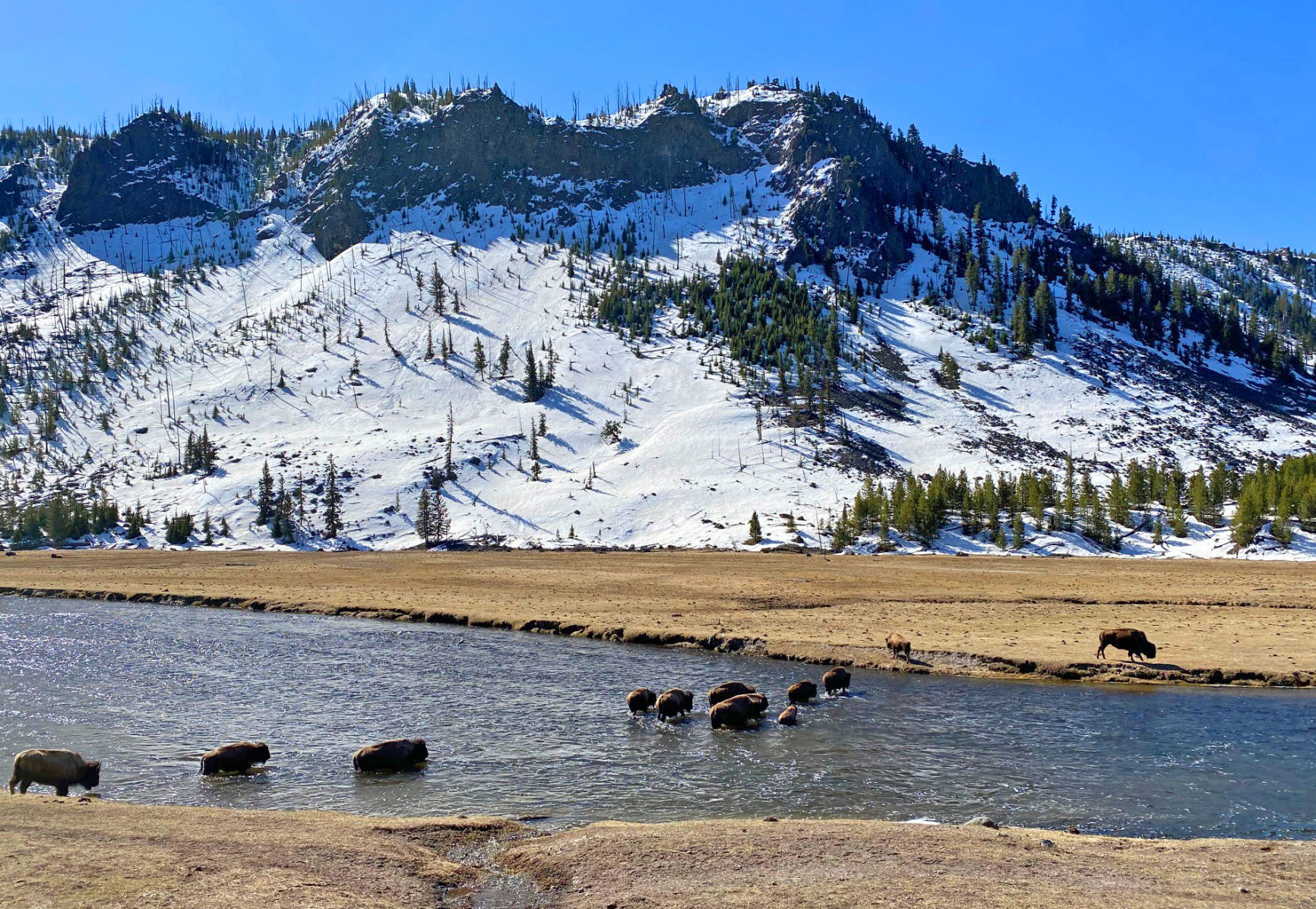 Bison crossing